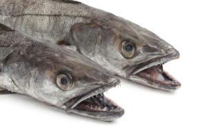 Two heads of Hake fishes on white background